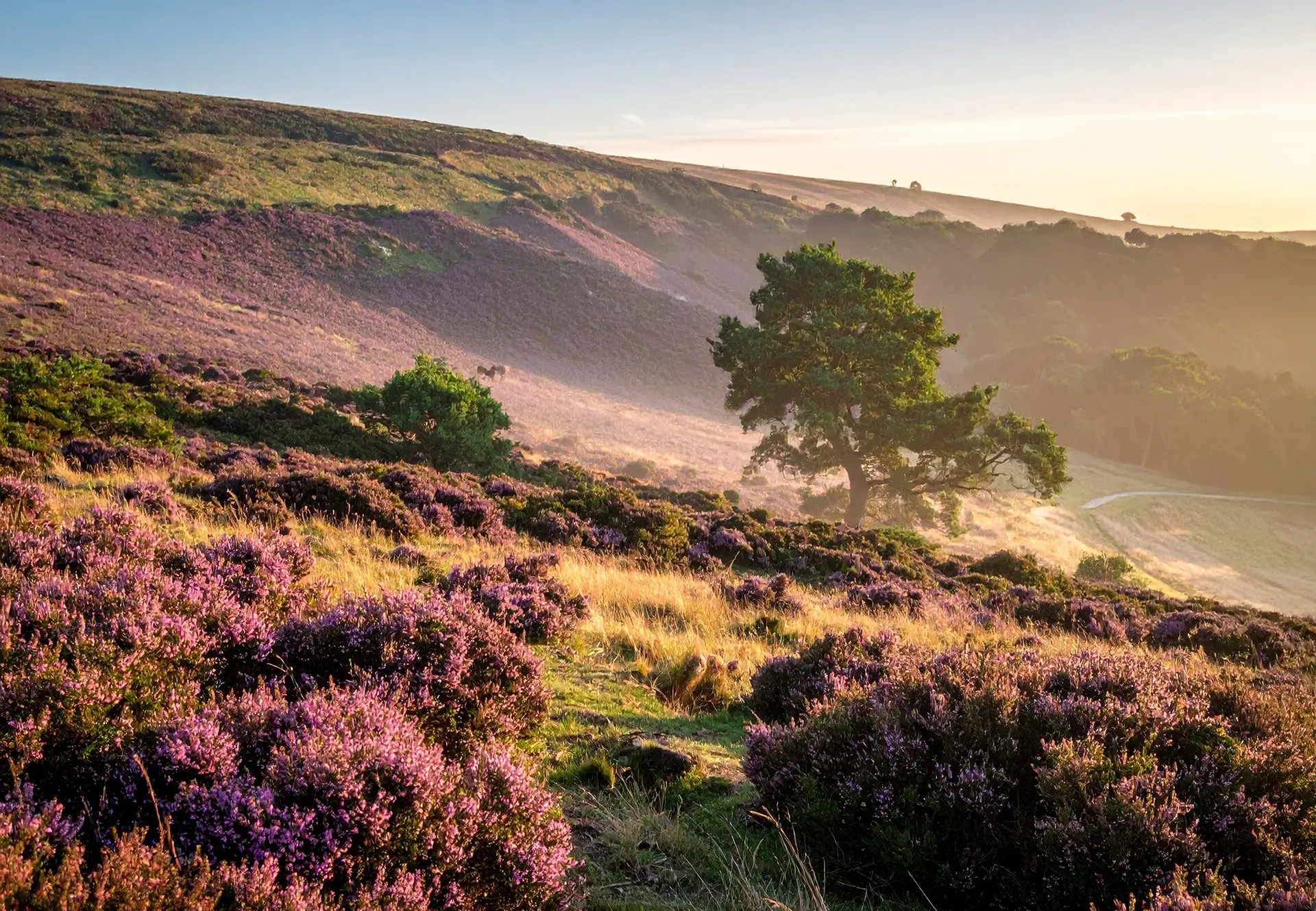 THE RETURN OF THE NATIVE